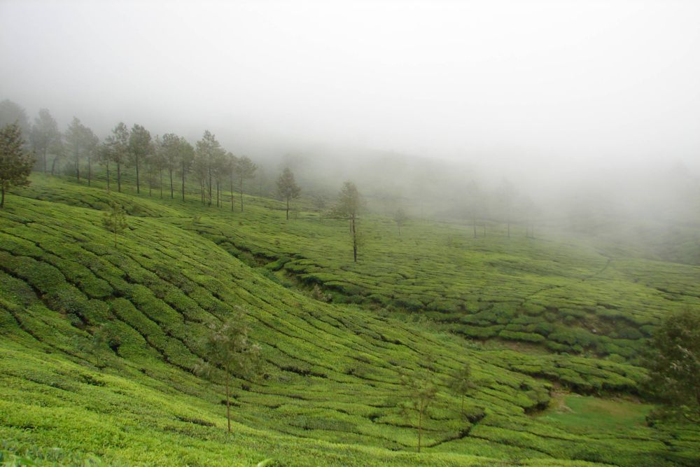Marayur
